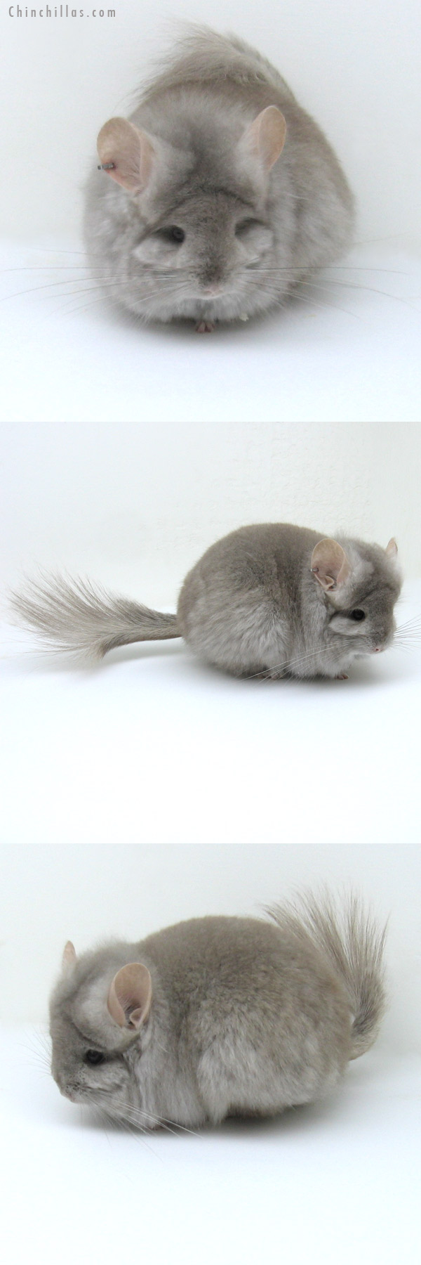 12009 Exceptional Beige Royal Persian Angora Female Chinchilla