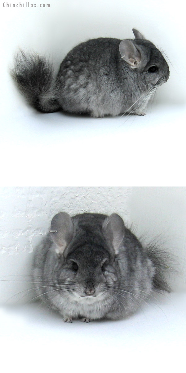 12001 Standard Royal Persian Angora Male Chinchilla