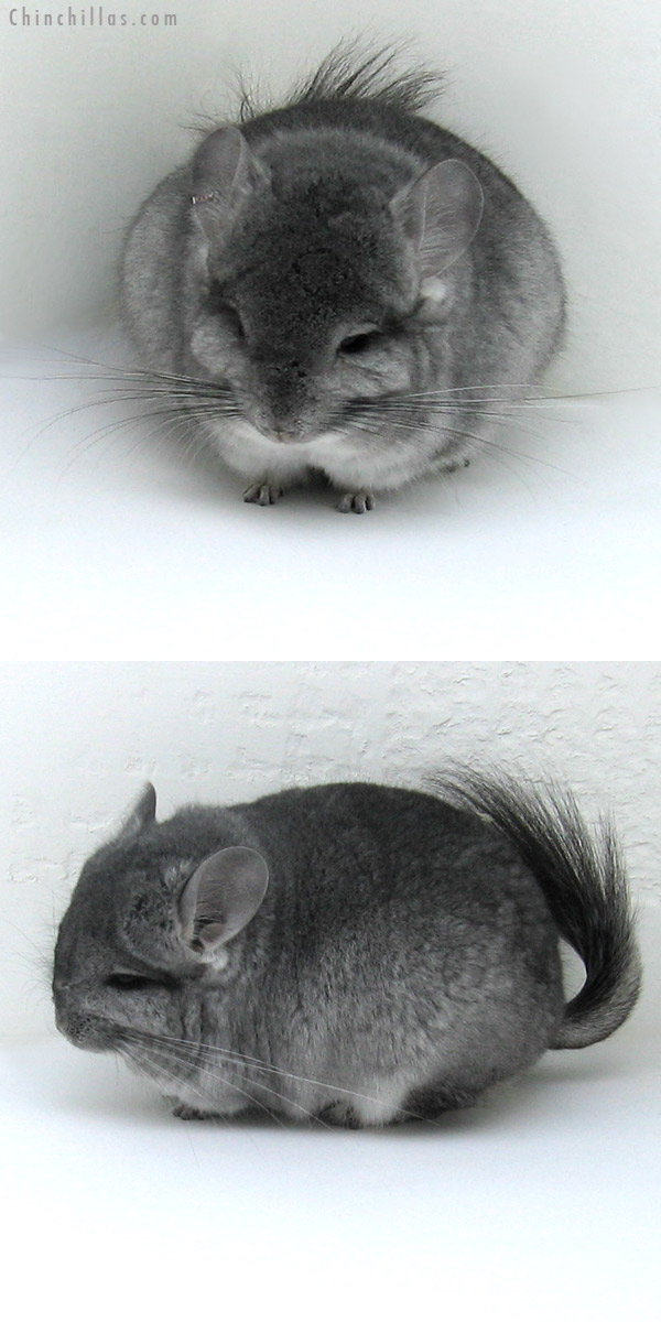 12002 Standard Royal Persian Angora Male Chinchilla