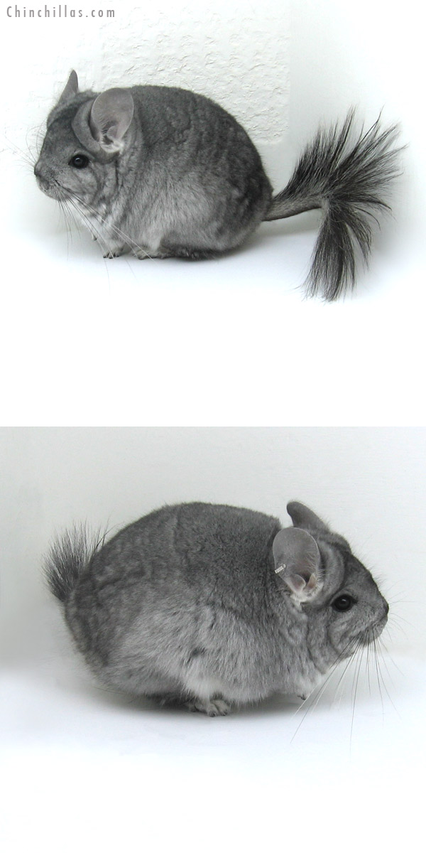 12006 Standard Royal Persian Angora Female Chinchilla