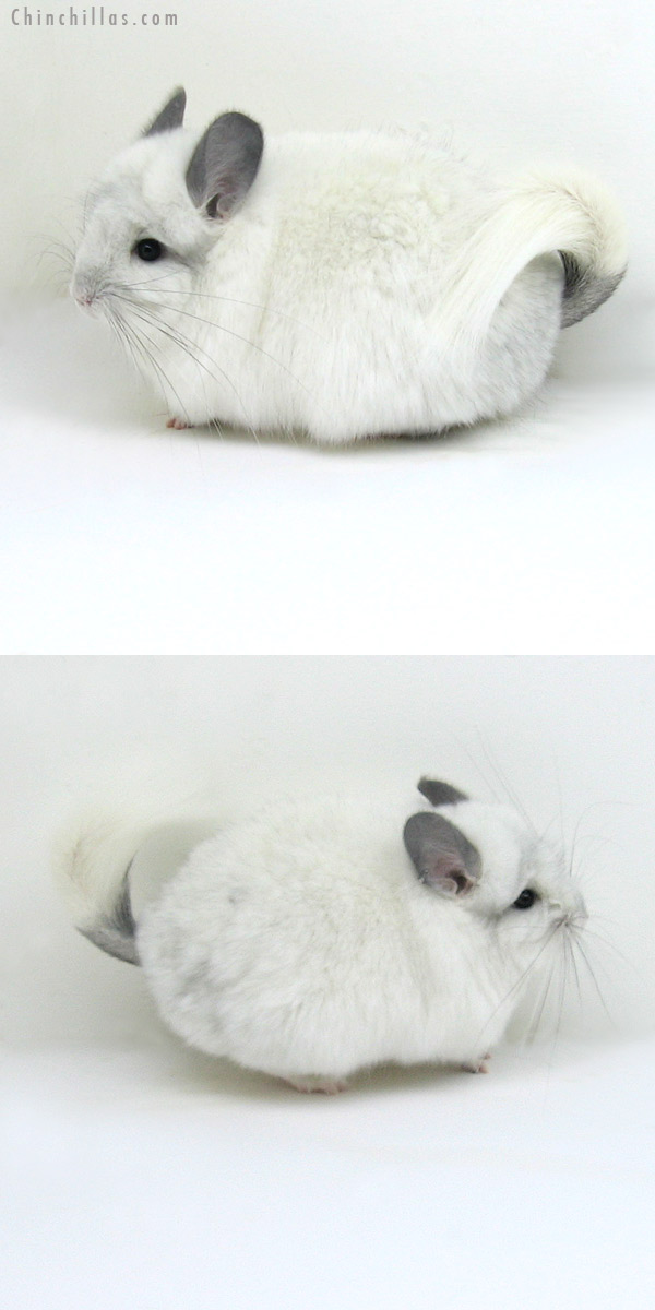 12008 Predominantly White Royal Persian Angora Female Chinchilla