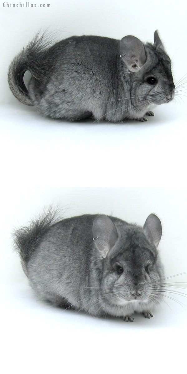 12011 Standard Royal Persian Angora Female Chinchilla