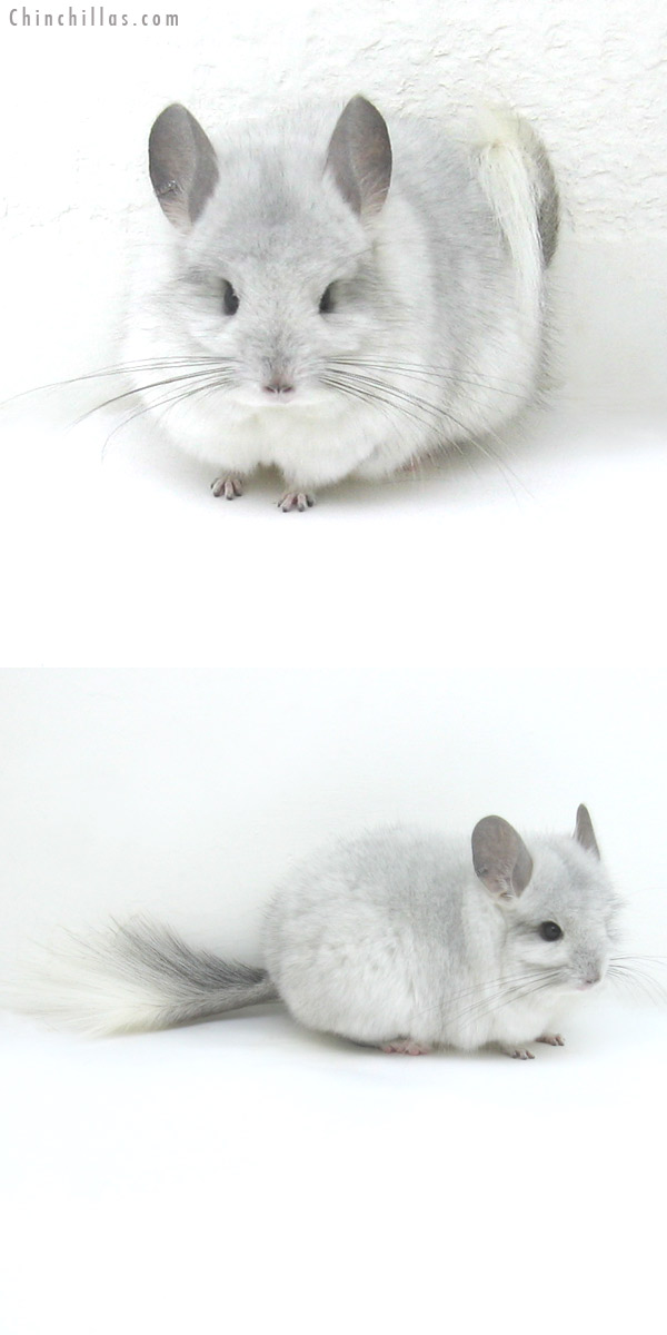 12012 Silver Mosaic Royal Persian Angora Male Chinchilla