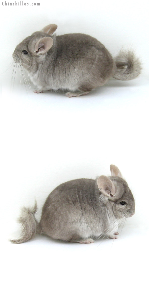 12015 Beige Royal Persian Angora Male Chinchilla