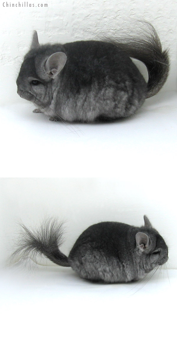 12016 Exceptional Hetero Ebony Royal Persian Angora Male Chinchilla