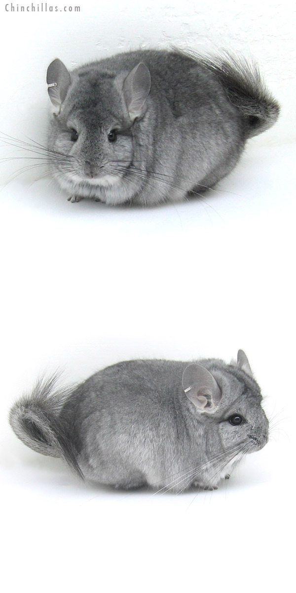 12028 Blocky Standard Royal Persian Angora Male Chinchilla