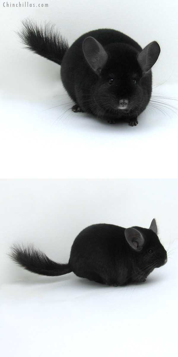 12026 Large Premium Production Quality Ebony Female Chinchilla