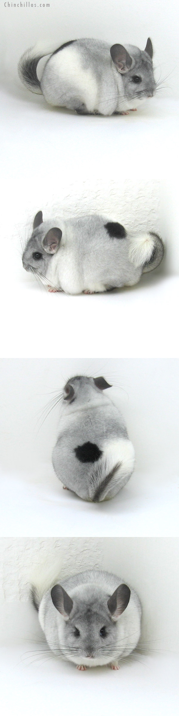 12035 Large Premium Production Quality Tri-tone Mosaic Female Chinchilla