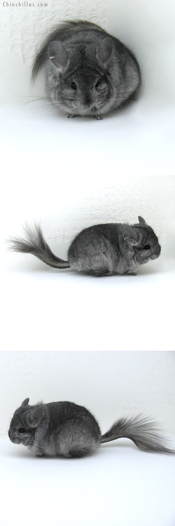 12033 Standard Royal Persian Angora Female Chinchilla