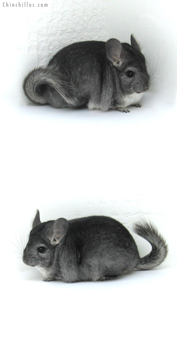 12032 Show Quality Standard ( Goldbar Carrier ) Female Chinchilla