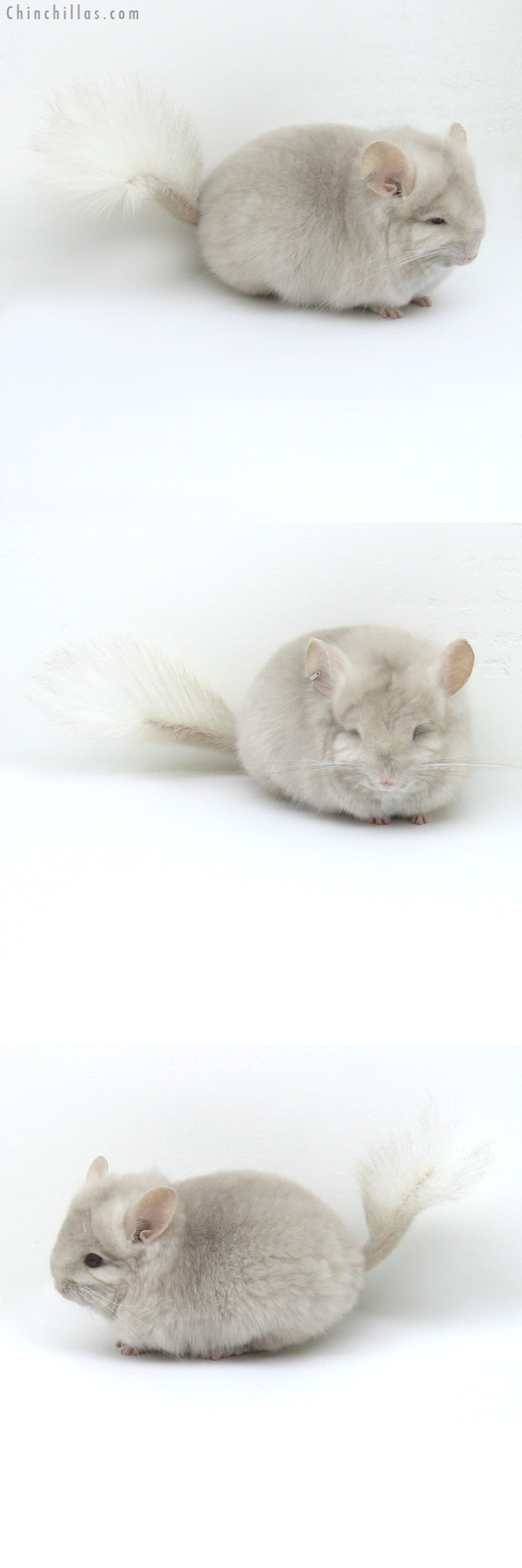 12039 Exceptional Homo Beige Royal Persian Angora Female Chinchilla