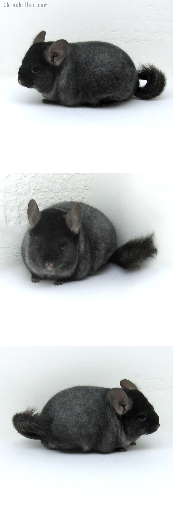 12041 Premium Production Quality TOV Silver Ebony Female Chinchilla