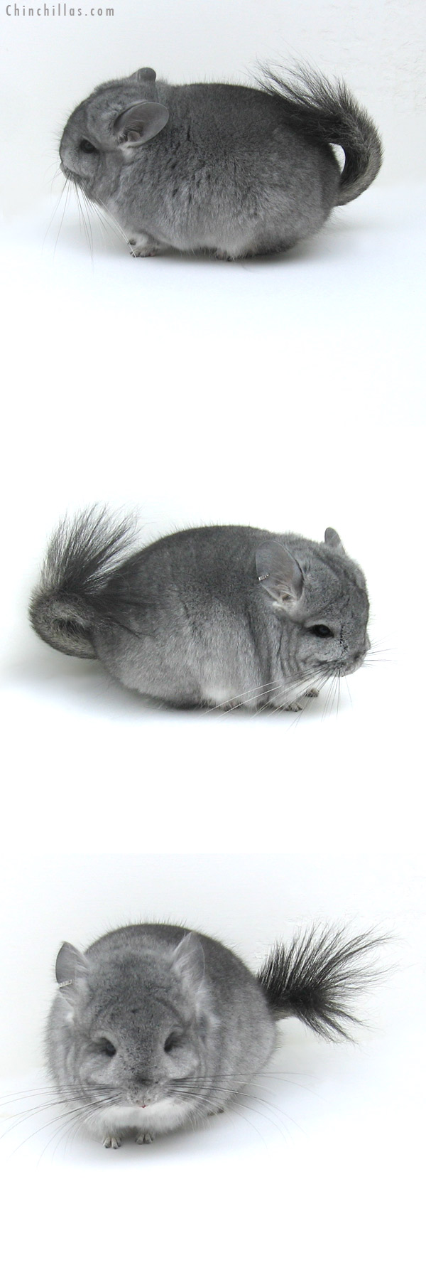 12038 Exceptional Standard Royal Persian Angora Male Chinchilla