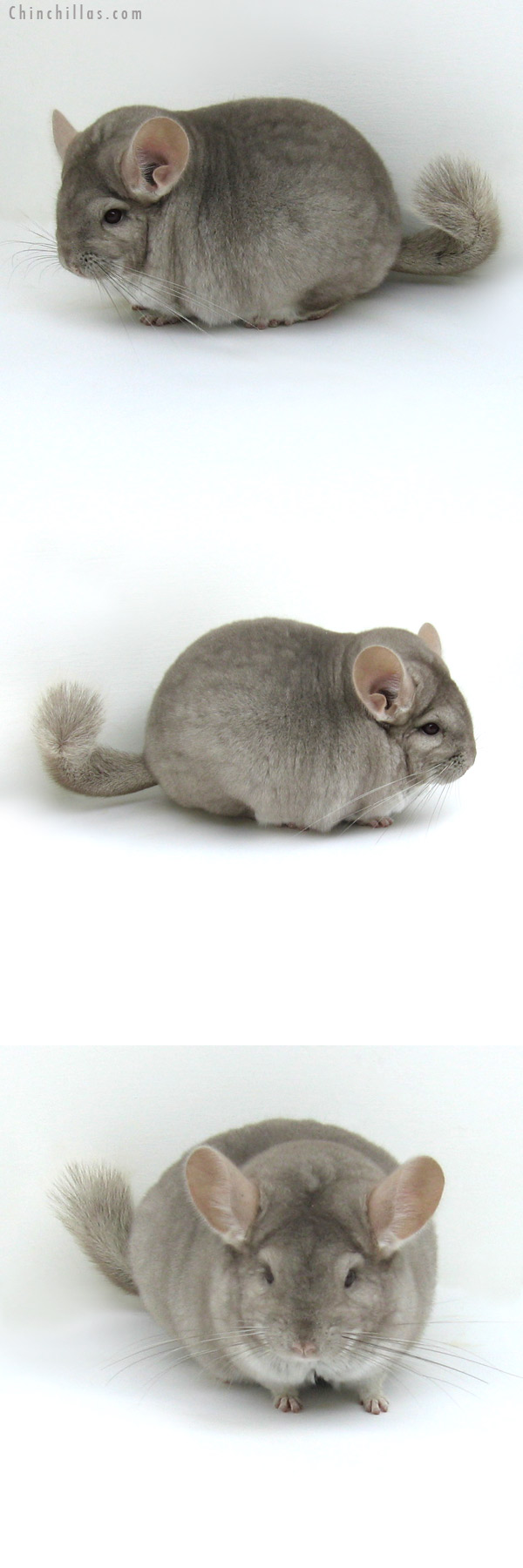 12042 Premium Production Quality Beige Female Chinchilla