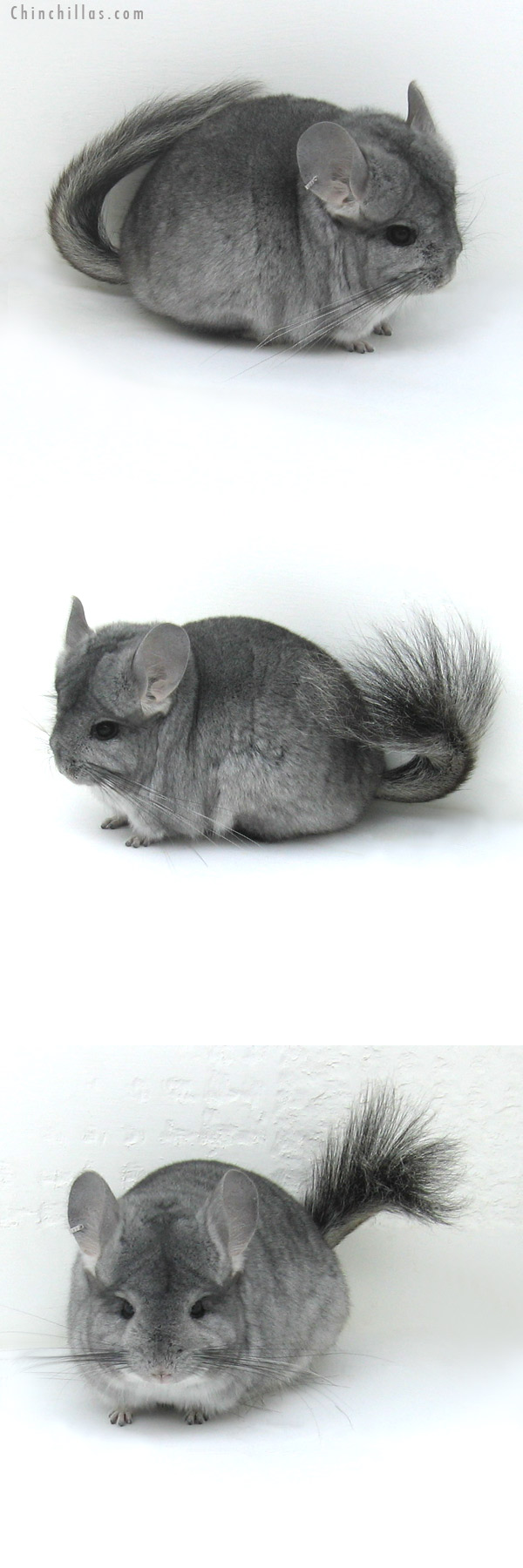 12040 Standard Royal Persian Angora Female Chinchilla