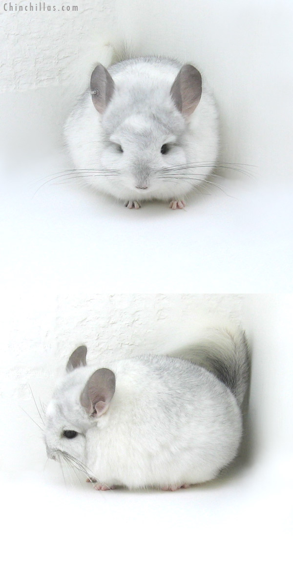 12036 White Mosaic Royal Persian Angora Male Chinchilla