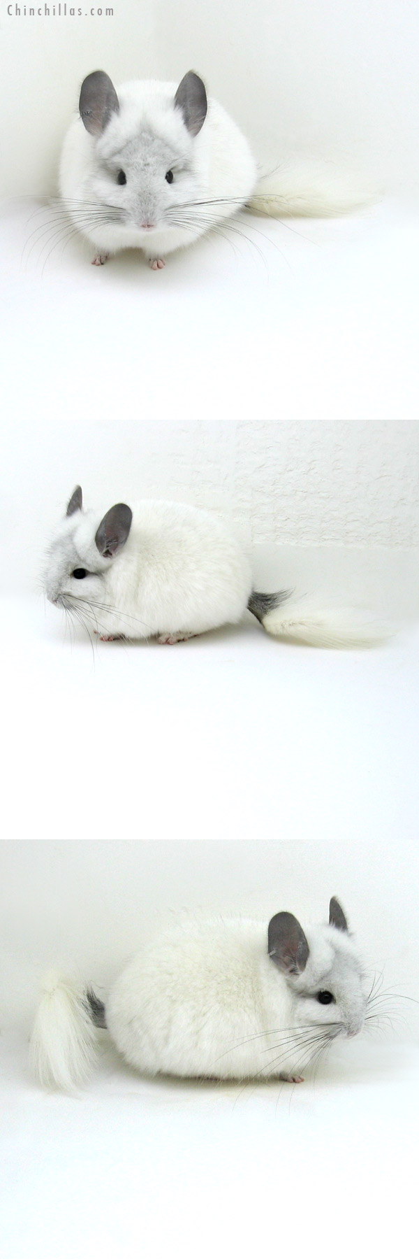 12037 White Mosaic Royal Persian Angora Male Chinchilla