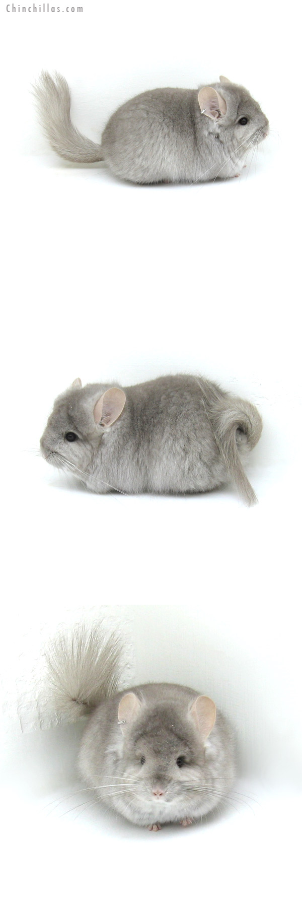 12043 Exceptional Beige Royal Persian Angora Female Chinchilla