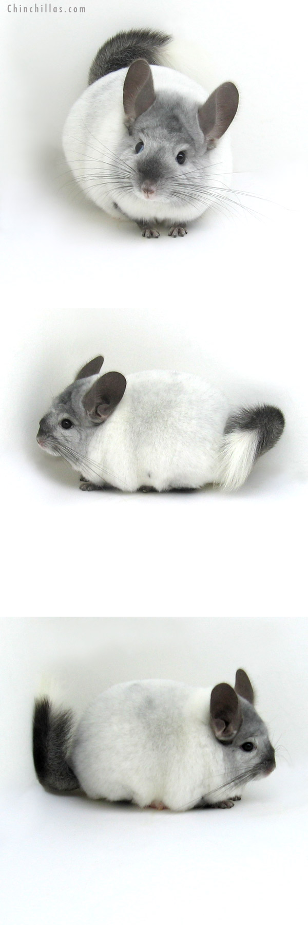 12044 Premium Production Quality Ebony and White Mosaic Female Chinchilla