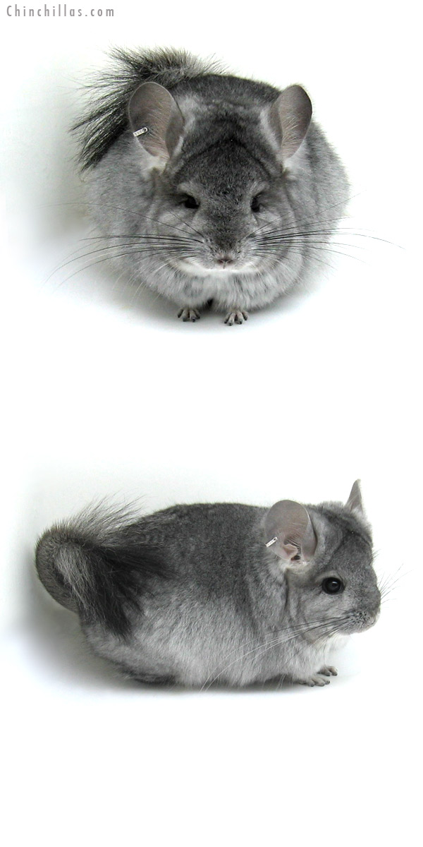 Chinchilla or related item offered for sale or export on Chinchillas.com - 12046 Standard Royal Persian Angora Female Chinchilla