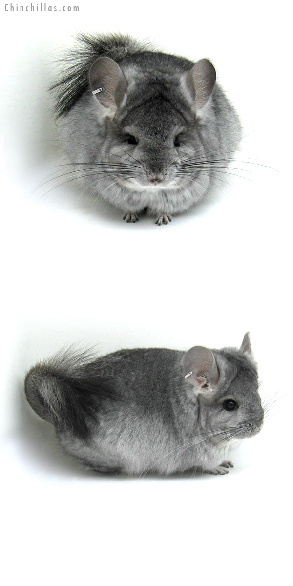 12046 Standard Royal Persian Angora Female Chinchilla