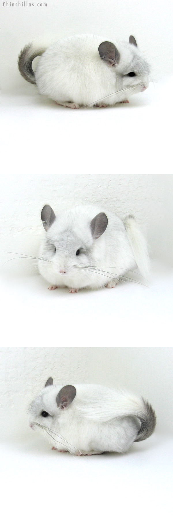 12047 White Mosaic Royal Persian Angora Female Chinchilla