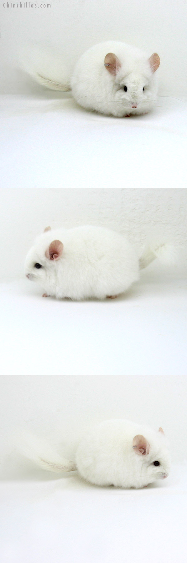 Chinchilla or related item offered for sale or export on Chinchillas.com - 12060 Exceptional, Blocky Pink White Royal Persian Angora Female Chinchilla