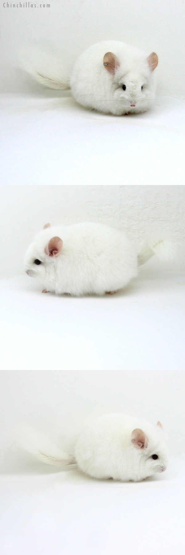 12060 Exceptional, Blocky Pink White Royal Persian Angora Female Chinchilla