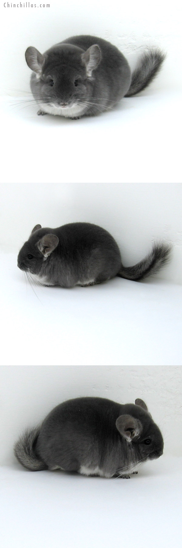 12068 Top Show Quality TOV Violet Male Chinchilla