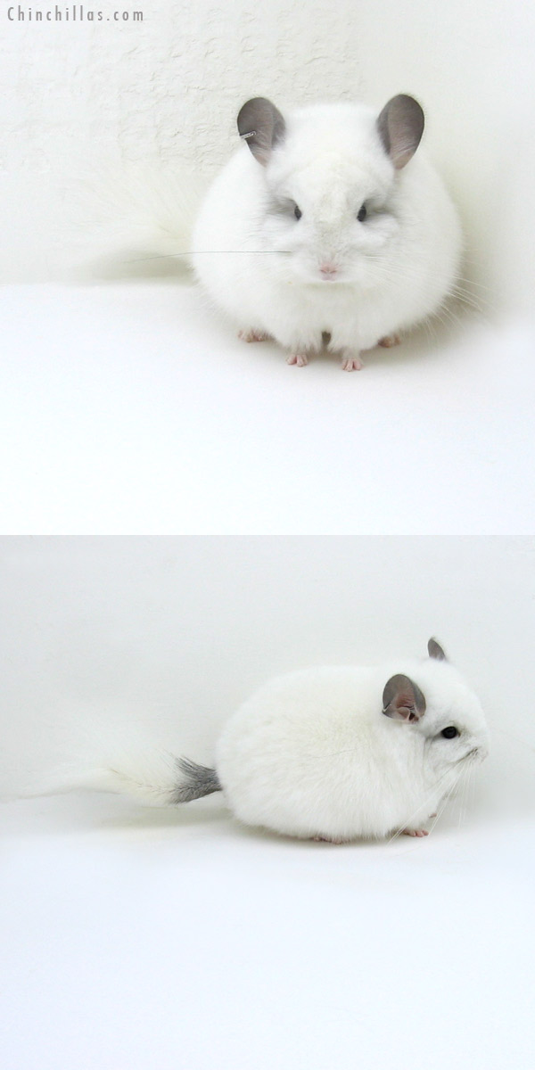 12052 Exceptional Predominantly White Royal Persian Angora Male Chinchilla