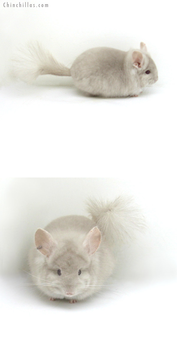 Chinchilla or related item offered for sale or export on Chinchillas.com - 12054 Beige Royal Persian Angora Male Chinchilla