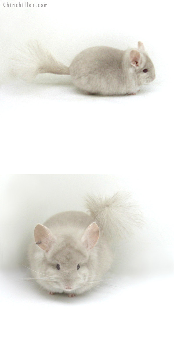 12054 Beige Royal Persian Angora Male Chinchilla