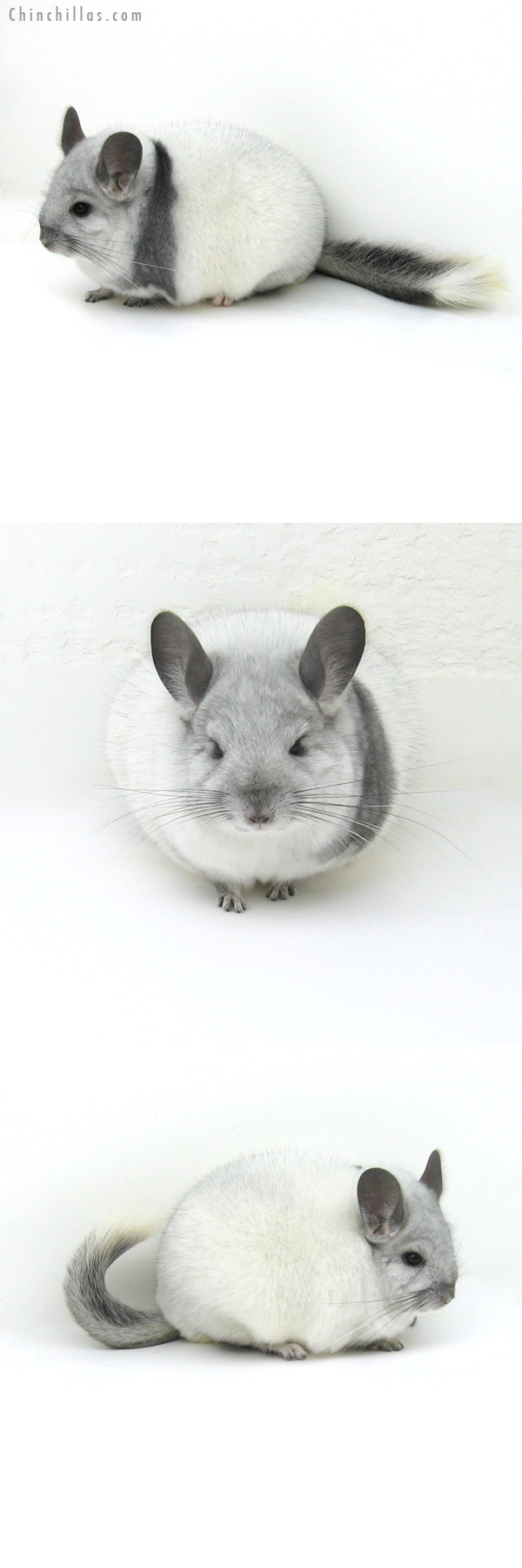 12057 Large, Extreme Silver Mosaic Female Chinchilla