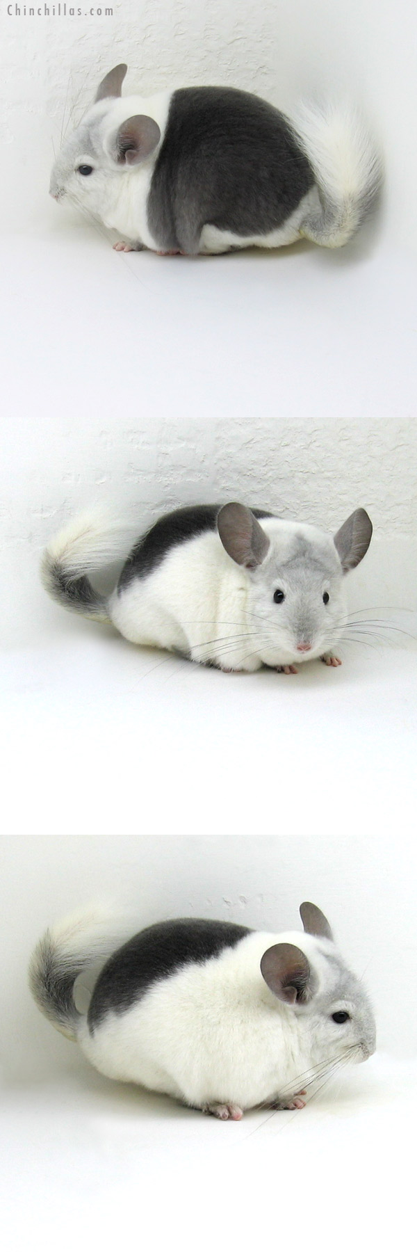 12061 Premium Production Quality Extreme Wrap Around Violet & White Mosaic Female Chinchilla