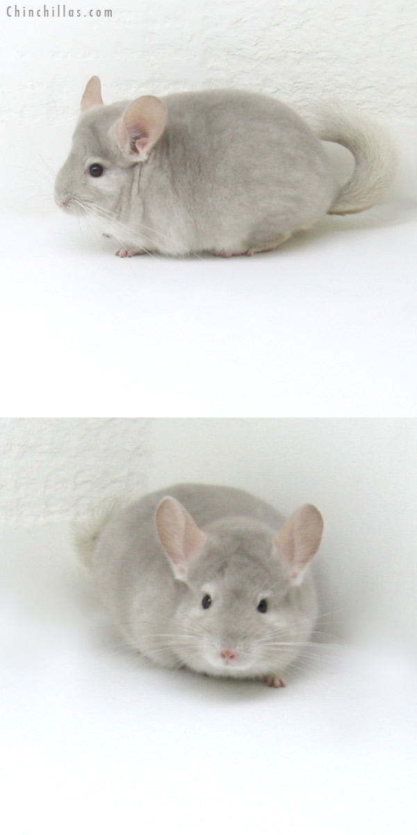 12063 Top Show Quality Beige / Violet Male Chinchilla