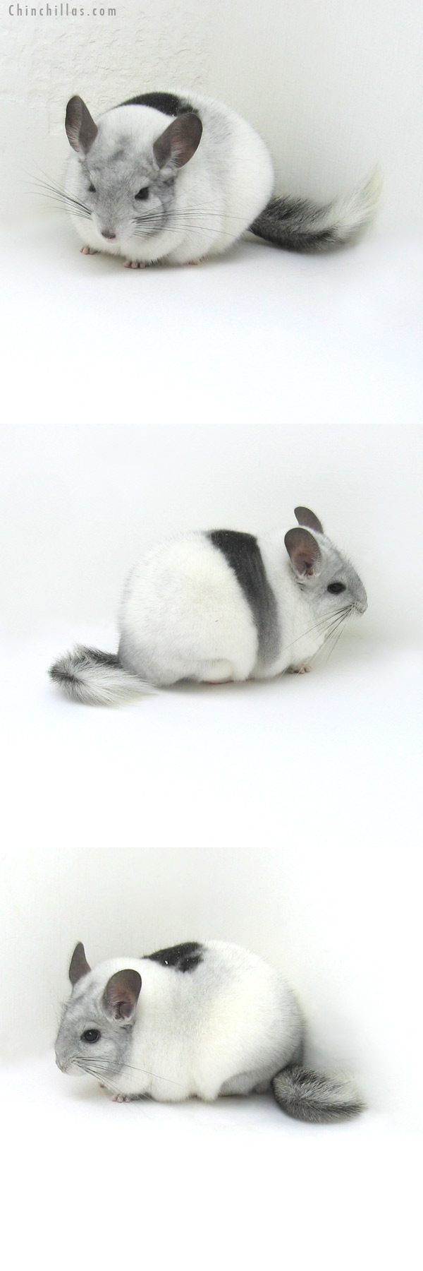 12067 Blocky, Herd Improvement Quality Extreme White Mosaic Male Chinchilla