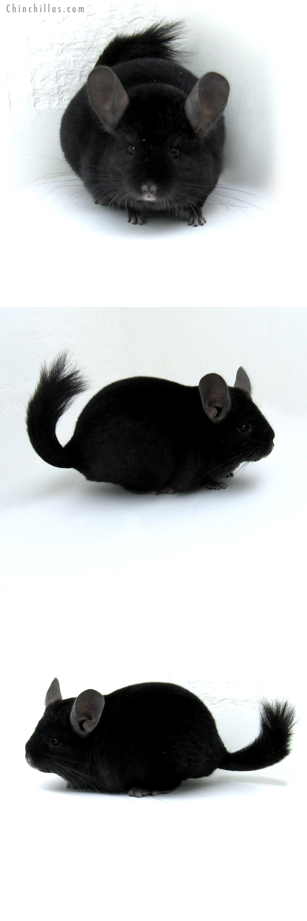 12051 Ebony ( Locken Carrier ) Female Chinchilla