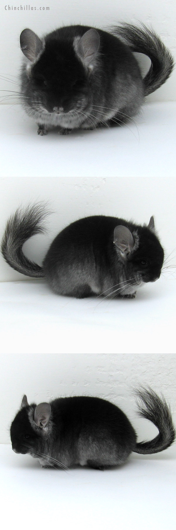 12082 Exceptional Black Velvet Royal Persian Angora Male Chinchilla