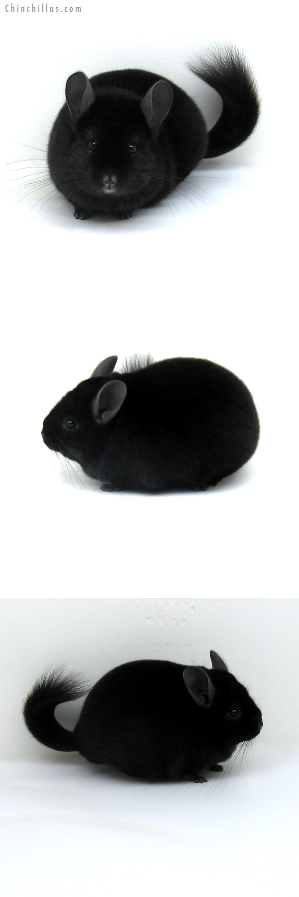 12075 Blocky, Premium Production Quality Ebony Female Chinchilla