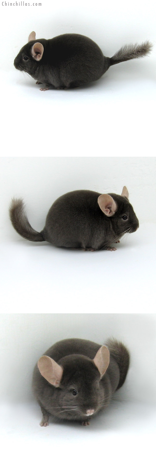 12084 Premium Production Quality Tan Female Chinchilla