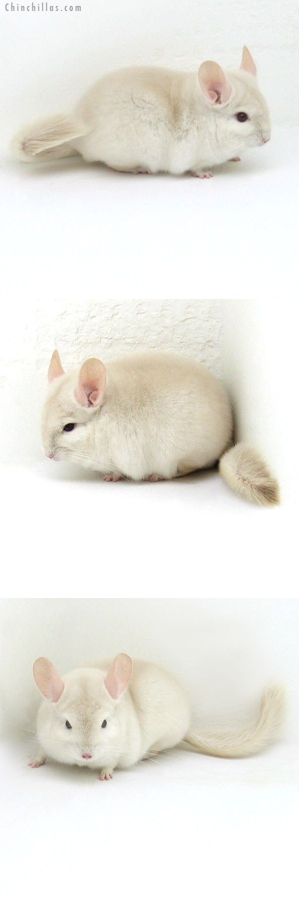 12074 Goldbar Male Chinchilla