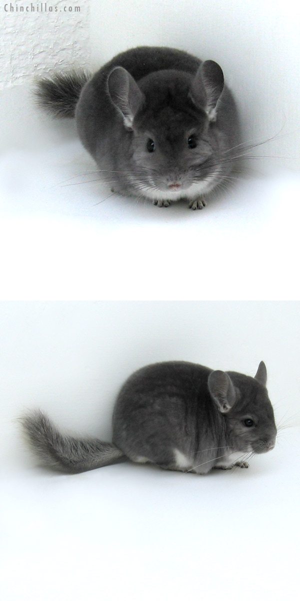 12069 Top Show Quality Violet Male Chinchilla
