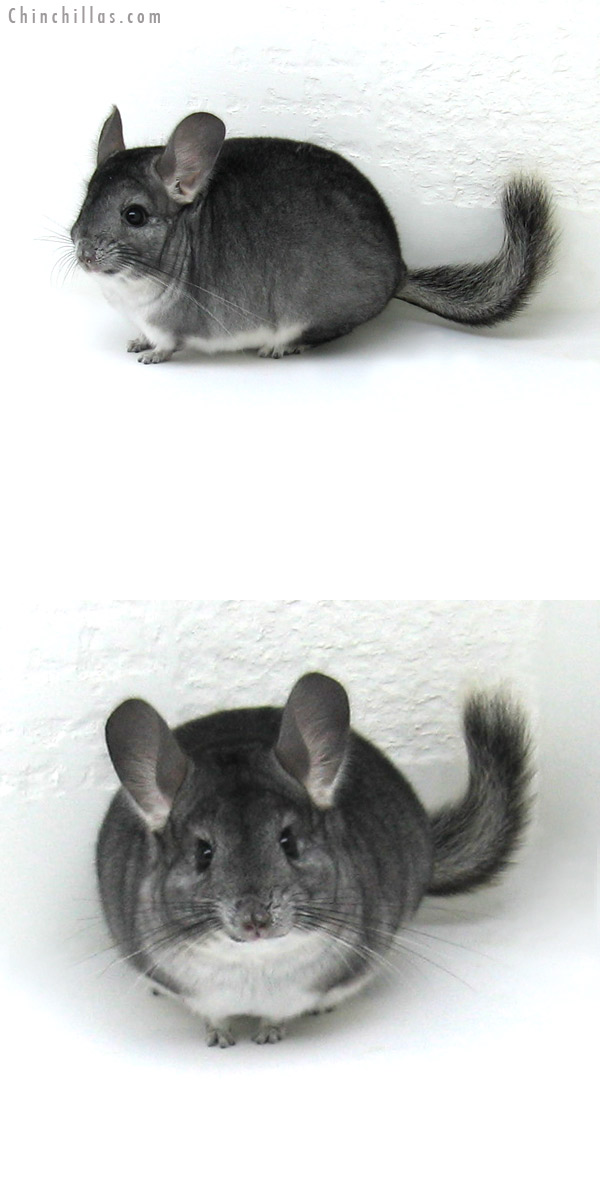 12070 Standard ( Goldbar Carrier ) Female Chinchilla