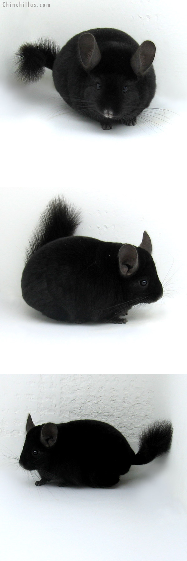 12072 Top Show Quality Ebony Male Chinchilla