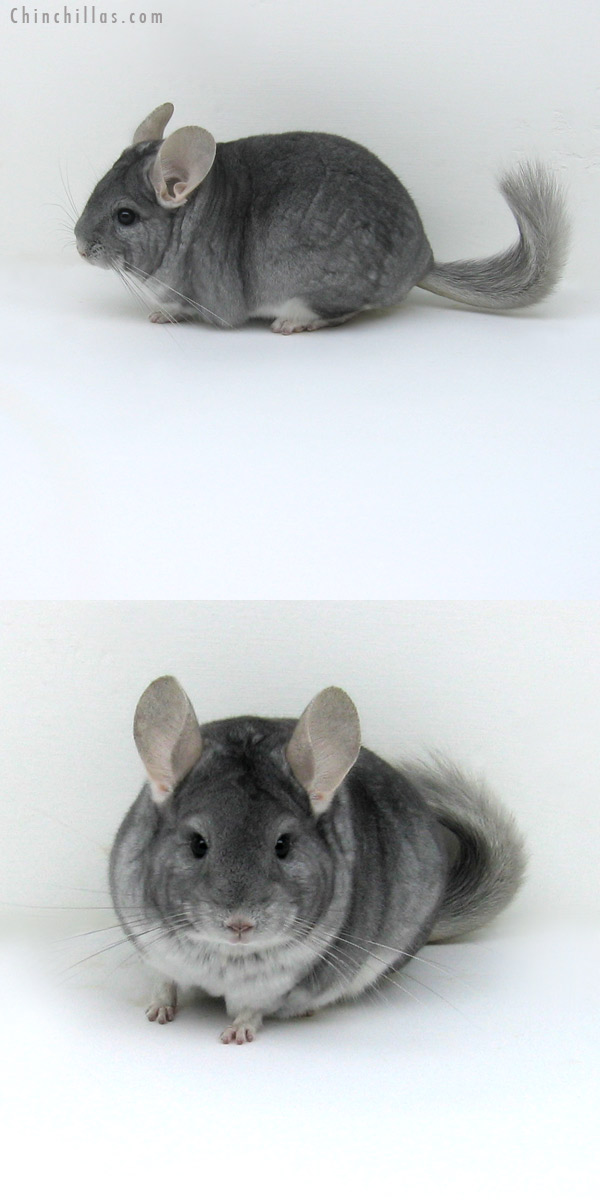 12076 Premium Production Quality Sapphire Female Chinchilla