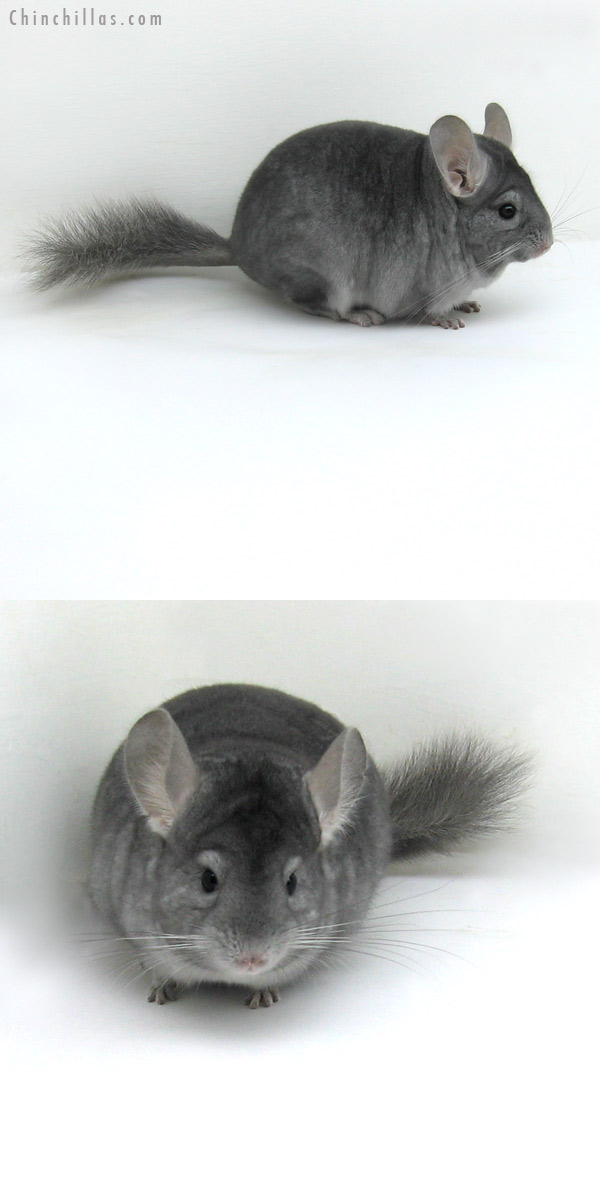 12077 Show Quality Sapphire ( Ebony Carrier ) Female Chinchilla