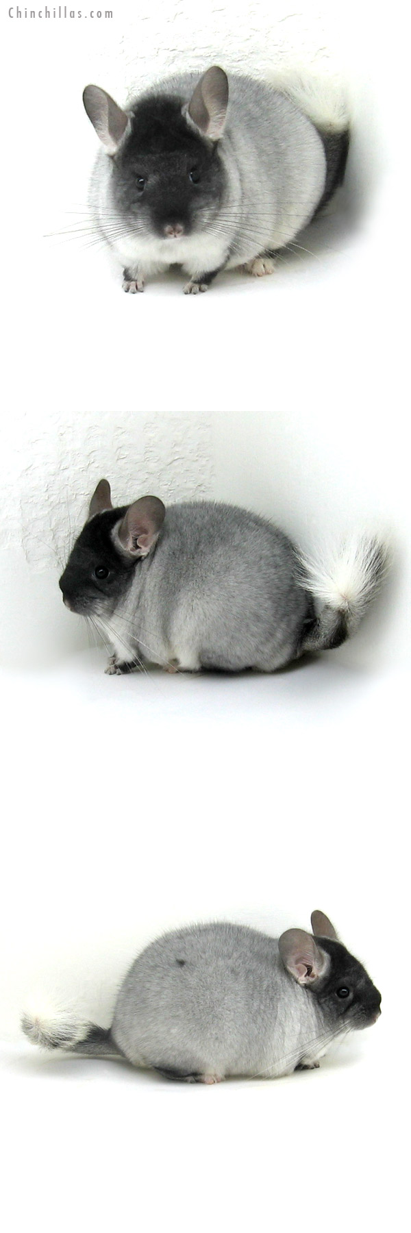 12091 Premium Production Quality TOV Silver Mosaic Female Chinchilla