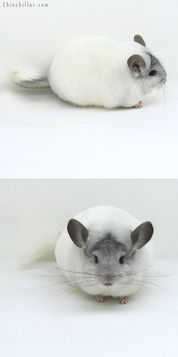 12086 Extra Large Herd Improvement Quality White Mosaic Male Chinchilla