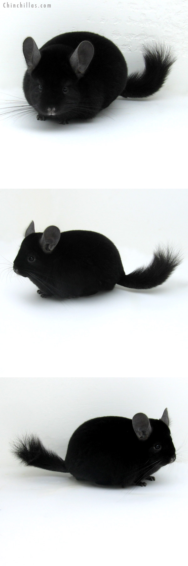 12085 Large Premium Production Quality Ebony Female Chinchilla