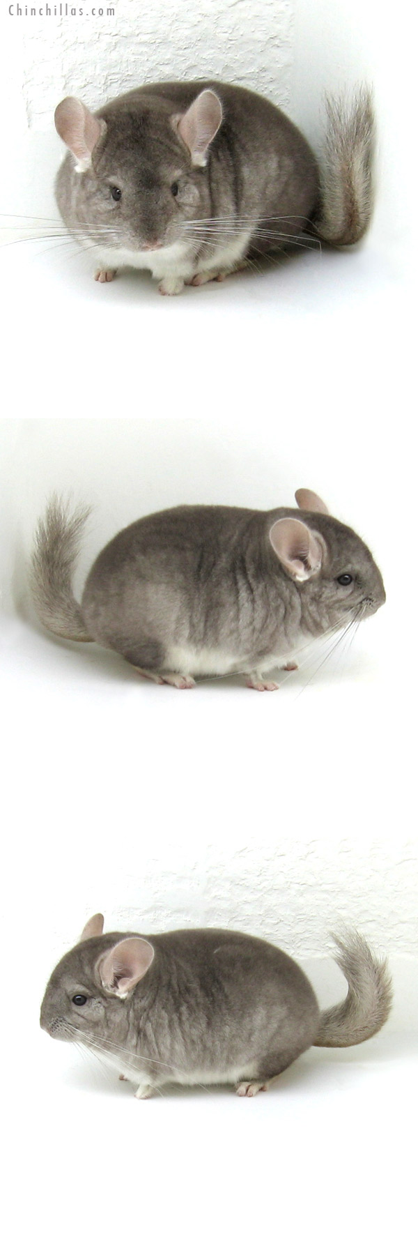 12087 Miniature Beige Female Chinchilla